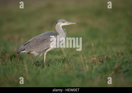 Graureiher / Graureiher (Ardea Cinerea) schreiten heimlich durch eine nasse Wiese, auf der Suche nach Nahrung, typische Seitenansicht. Stockfoto