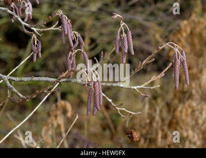 Schwarzerle - Alnus Glutinosa Kätzchen im Frühwinter Stockfoto