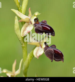 Ophrys Morio Orchidee zwei Blumen vor grünem Hintergrund Stockfoto