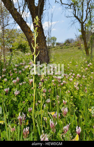 Ophrys Morio Orchideen in Wiese mit Schild Klee - Trifolium Clypeatum und haarige gelbe Wicke - Vicia hybrida Stockfoto