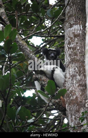 Indri Lemuren sitzt in einem Baum in Mantadia Nationalpark Andasibe Stockfoto