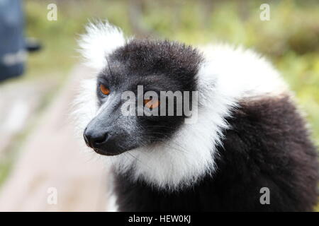 Schwarz und weiß Ruffed Lemur in Mantadia Nationalpark Andasibe Stockfoto