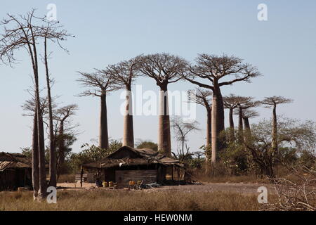 Hoch aufragende Grandidier Baobab-Bäume umgeben das Dorf an der Allee der Baobabs in der Nähe von Morondava Stockfoto