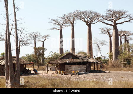 Grandidier Baobab-Bäume umgeben das Dorf an der Allee der Baobabs in der Nähe von Morondava Stockfoto