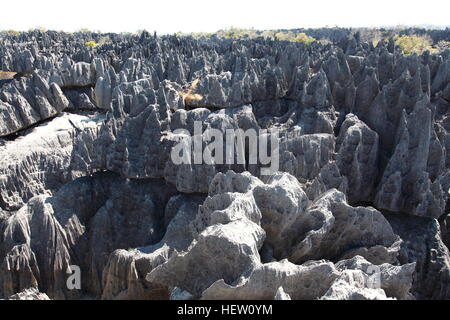 Hoch aufragende Kalkstein Pinnacles in Grand Tsingy im Nationalpark Tsingy de Bemaraha Stockfoto