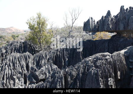 Hoch aufragende Kalkstein Pinnacles in Grand Tsingy im Nationalpark Tsingy de Bemaraha Stockfoto