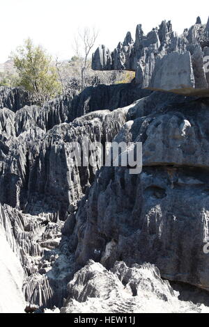 Hoch aufragende Kalkstein Pinnacles in Grand Tsingy im Nationalpark Tsingy de Bemaraha Stockfoto