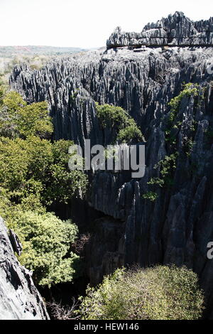 Bäume wachsen in den Abgrund mit hoch aufragenden Kalkstein Pinnacles in Grand Tsingy im Nationalpark Tsingy de Bemaraha Stockfoto