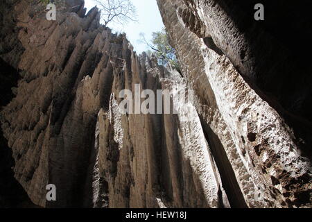 Hoch aufragende Kalkstein Pinnacles in Grand Tsingy im Nationalpark Tsingy de Bemaraha Stockfoto