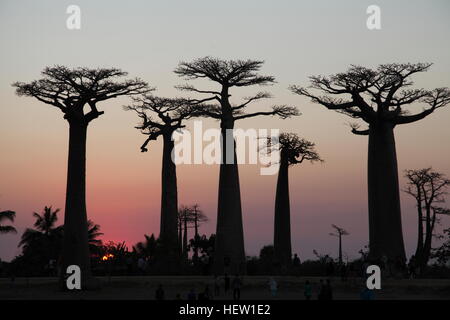 Allee der Baobabs bei Sonnenuntergang in der Nähe von Morondava, Madagaskar Stockfoto