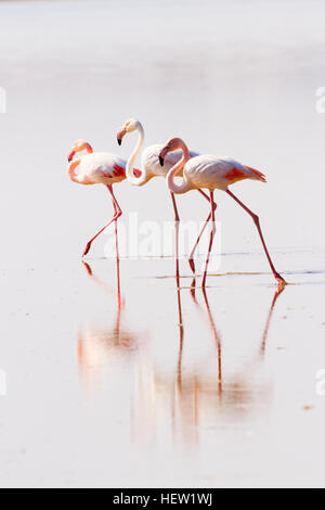 3 Flamingos, Phoenicopterus roseus, die mit Spiegelungen im Wasser stehen, während der jährlichen Flamingomigration zum Larnaca Salzsee, Zypern. Stockfoto