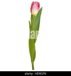 Frische rosa Tulpe isoliert auf weiss. EPS 10 Stock Vektor