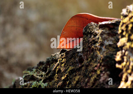 In den Kalk-Licht Stockfoto