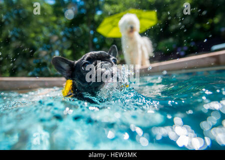 Hund, waten im Schwimmbad Stockfoto