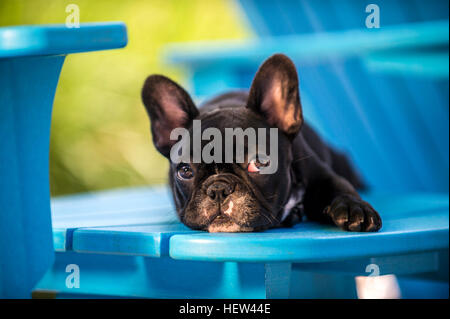 Porträt von französische Bulldogge Welpe, liegend auf Stuhl Stockfoto