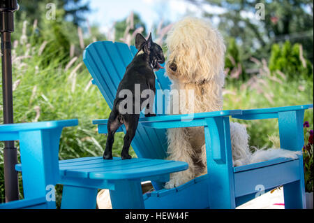 Französische Bulldogge und Goldendoodle, von Angesicht zu Angesicht Stockfoto