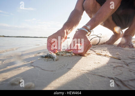 Mann befreien, Krabben und Fische aus Netz, Fort Walton Beach, Florida, USA Stockfoto