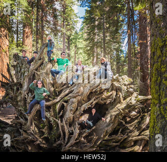 Gruppe von Menschen klettern auf große Baumwurzeln, Sequoia Nationalpark, Kalifornien, USA Stockfoto