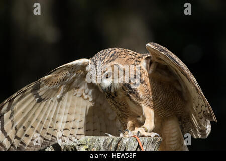 Pharao-Uhu am Center for Birds Of Prey 15. November 2015 in Awendaw, SC. Stockfoto