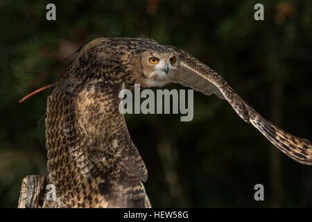 Pharao Uhu Inflight am Center for Birds Of Prey 15. November 2015 in Awendaw, SC. Stockfoto