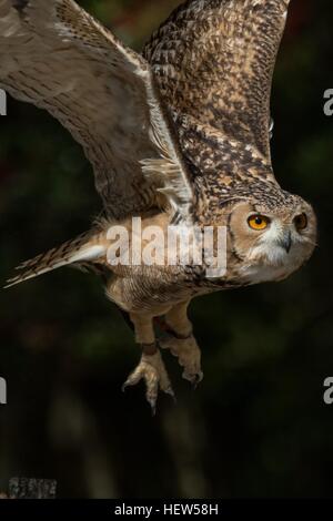 Pharao Uhu Inflight am Center for Birds Of Prey 15. November 2015 in Awendaw, SC. Stockfoto