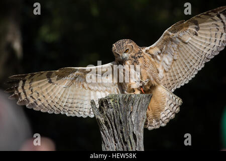 Pharao-Uhu am Center for Birds Of Prey 15. November 2015 in Awendaw, SC. Stockfoto