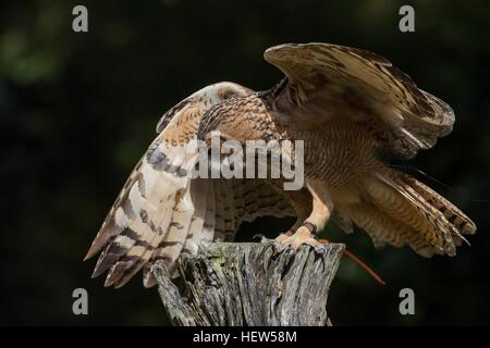 Pharao-Uhu am Center for Birds Of Prey 15. November 2015 in Awendaw, SC. Stockfoto