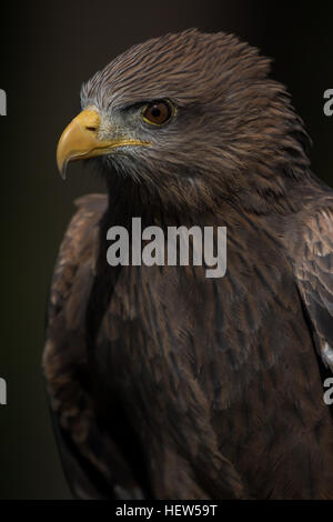 Gelb-billed Kite am Center for Birds Of Prey 15. November 2015 in Awendaw, SC. Stockfoto