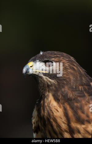 Red tailed Hawk am Center for Birds Of Prey 15. November 2015 in Awendaw, SC. Stockfoto