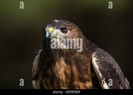 Red tailed Hawk am Center for Birds Of Prey 15. November 2015 in Awendaw, SC. Stockfoto