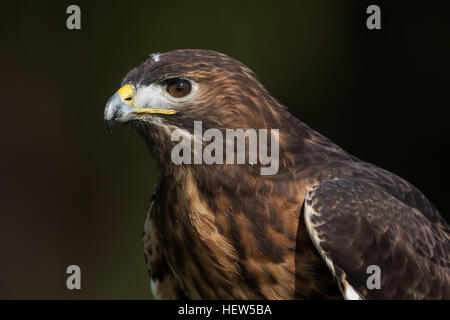 Red tailed Hawk am Center for Birds Of Prey 15. November 2015 in Awendaw, SC. Stockfoto