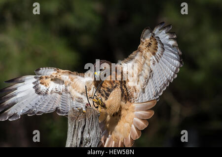 Red tailed Hawk Landung auf einem Ast am Center for Birds Of Prey 15. November 2015 in Awendaw, SC. Stockfoto