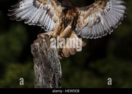 Red tailed Hawk am Center for Birds Of Prey 15. November 2015 in Awendaw, SC. Stockfoto