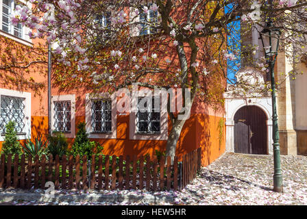 Blühender Magnolienbaum, Prager Hradcany im Frühling, Innenhof des Klosters Strahov, Prager Blume der tschechischen republik Stockfoto