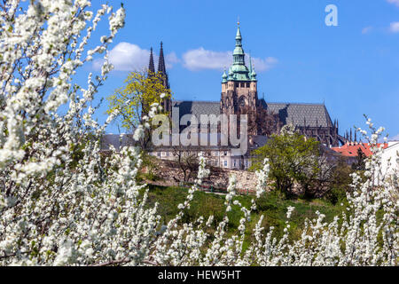 Kirschbäume blühen Prag Frühlingsansicht Prag Tschechische Republik Europa Frühlingszeichen der Europäischen Stadt Denkmal Prager Dom Turm in Hradcany Stockfoto