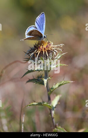 Türkis Blau (Polyommatus Dorylas) füttern. Am Tofta Skjutfält, Gotland, Schweden fotografiert. Stockfoto