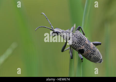 Longhorn Beetle; Rhagium Mordax. Fotografiert in Bräkne Hoby, Schweden Stockfoto