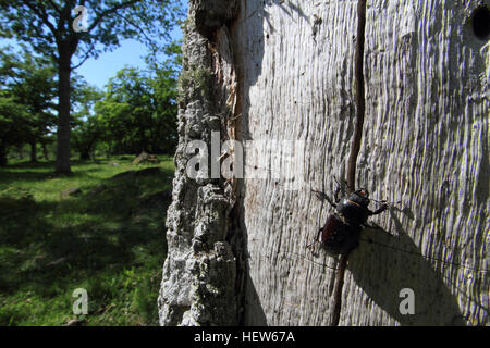 Weibliche Hirschkäfer (Lucanus Cervus) in der Natur am Hörner Kungsgård auf Öland, Schweden. Stockfoto