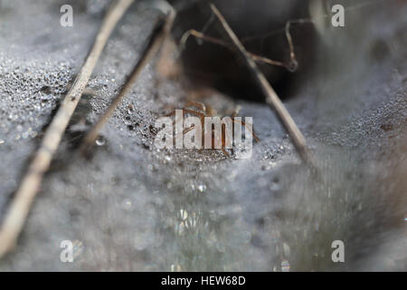 Funnel-Web Spider Agelena Labyrinthica in Tau bedeckten Coweb. Am Stora Alvaret, Öland, Schweden fotografiert. Stockfoto