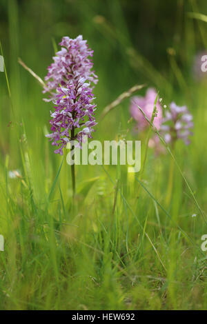 Militärische Orchidee (Orchis Militaris) auf Öland, Schweden. Stockfoto