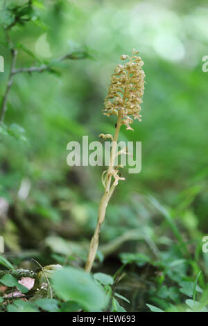 Vogelnest-Orchidee (Neottia Nidus-Avis). Fotografiert in Ismanstorp, Öland, Schweden Stockfoto