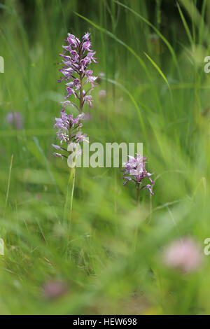 Militärische Orchidee (Orchis Militaris) auf Öland, Schweden. Stockfoto