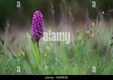 Frühe Knabenkraut (Dactylorhiza Wurzelsud). Am Stora Alvaret, Öland, Schweden fotografiert. Stockfoto