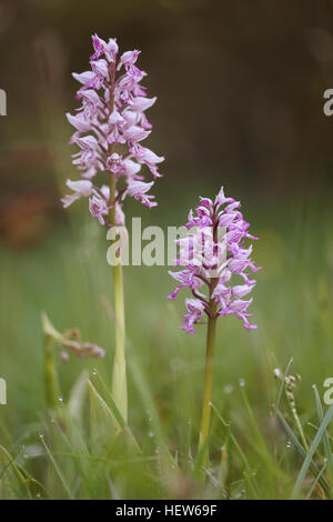 Militärische Orchidee (Orchis Militaris) auf Öland, Schweden. Stockfoto