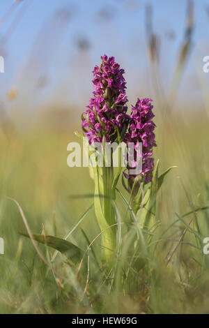 Frühe Knabenkraut (Dactylorhiza Wurzelsud). Am Stora Alvaret, Öland, Schweden fotografiert. Stockfoto