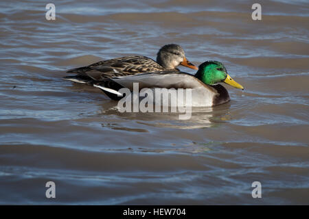 Stockente, (Anas Platyrhinchos), Drake und Henne.  Bosque del Apache National Wildlife Refuge, New Mexico, USA. Stockfoto