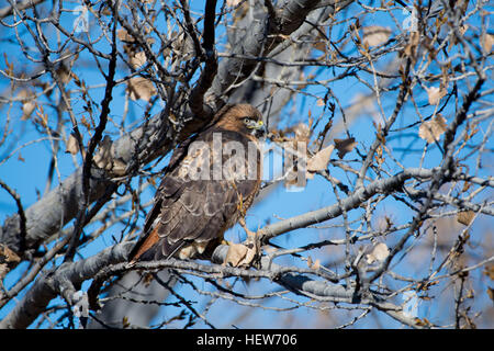 Rot - angebundener Falke, (Buteo Jamaicensis), thront in einem Rio Grande Cottonwood, (Populus Deltoides), Bosque del Apache NWR, New Mexico Stockfoto