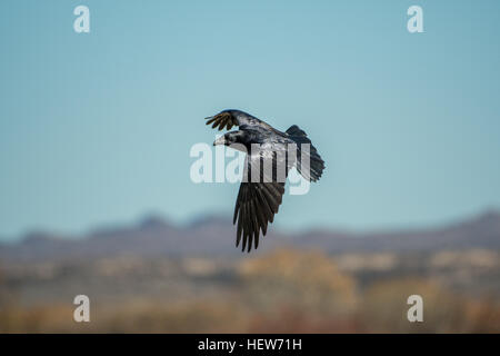 Kolkrabe, (Corvus Corax) fliegen.  Bosque del Apache National Wildlife Refuge, New Mexico, USA. Stockfoto