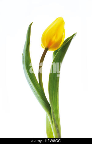 Gelbe Tulpe (Tulipa) Stockfoto