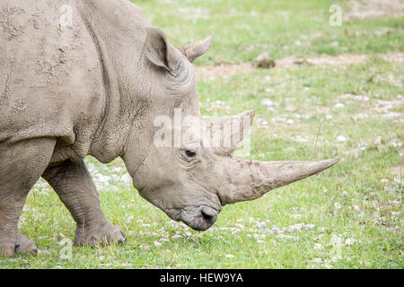 Porträt eines Breitmaulnashorn oder Quadrat-lippige Rhinoceros, Ceratotherium Simum, mit riesigen Hörnern. Wilderer töten Nashörner für ihre wertvollen Hörner Stockfoto